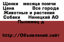 Щенки 4 месяца-помчи › Цена ­ 5 000 - Все города Животные и растения » Собаки   . Ненецкий АО,Пылемец д.